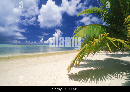 Palmier au bord du sable blanc de l'île d'Aitutaki aux Îles Cook dans le Pacifique Sud Banque D'Images