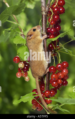 Hazel Dormouse (Muscaridinus avellanarius) grimpant dans le rouge de la fructification Banque D'Images