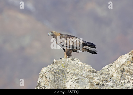 Golden Eagle adultes perching on rocks Banque D'Images