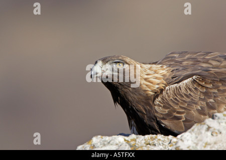 Head shot of Golden Eagle adultes sauvages perching on rocks Banque D'Images