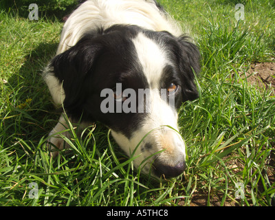 Le noir et blanc Welsh collie chien face close up Banque D'Images