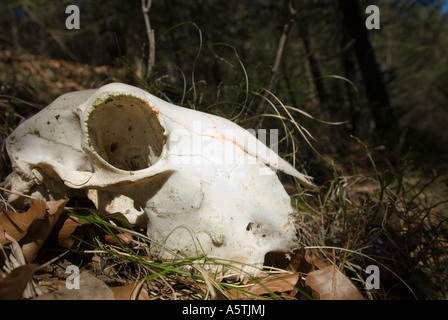 Crâne d'un animal sauvage dans une forêt Banque D'Images