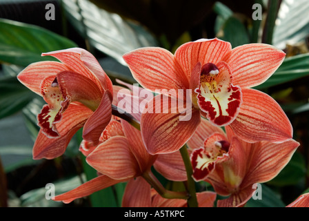 Cymbidium Orchid : 'Sandridge Torch Cindy' Banque D'Images