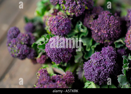 Purple Sprouting brocoli biologique Banque D'Images