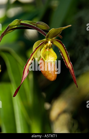 Orchid : Phragmipedium Sorcerer's Apprentice Banque D'Images