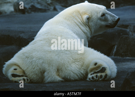 L'ours polaire du Zoo d'Anchorage Alaska Banque D'Images