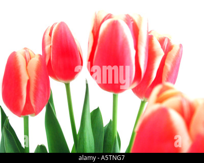 Nom commun : Tulip NOM LATIN : Tulipa Banque D'Images