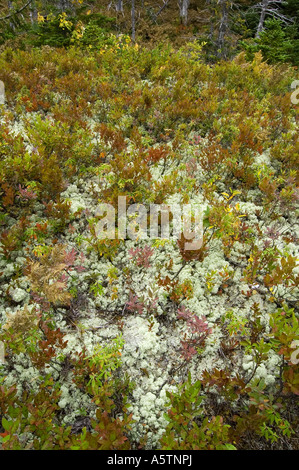 Sentier Mtn Broad Cove, Cape Breton Highlands NP Nova Scotia Canada Banque D'Images