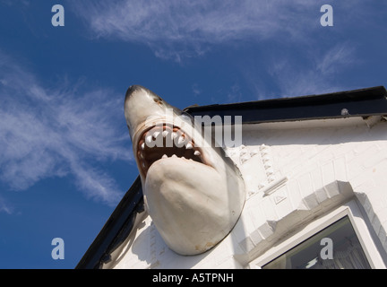 La tête de requin sur mur à l'extérieur surf lodge, Newquay, Cornwall, UK Banque D'Images