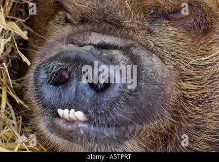 Close-up du museau et des dents de cochon Kune Kune Banque D'Images