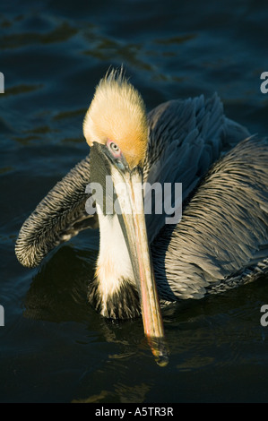 Pélican brun (Pelecanus occidentalis) des profils, la Côte du Golfe de la Floride USA Banque D'Images