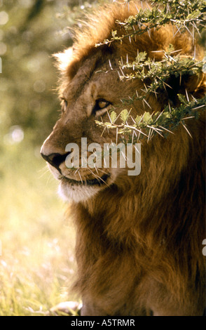 Lion mâle adulte avec longue crinière assis à l'ombre de bush d'acacia épineux le Parc national Amboseli au Kenya Banque D'Images