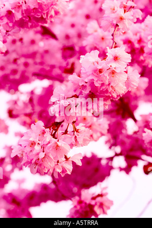 Nom commun : Cherry Blossom NOM LATIN : Prunus Banque D'Images