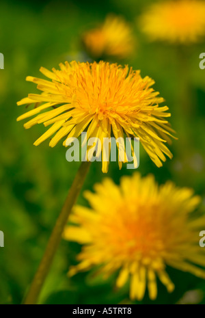 Nom commun : le pissenlit Taraxacum NOM LATIN : offiicinale Banque D'Images