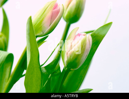 Nom commun : Tulip NOM LATIN : Tulipa Banque D'Images