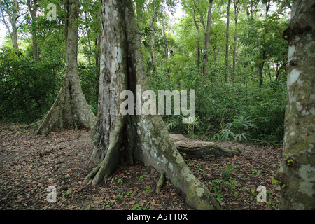 Les juges Painet1637 détails guatemala tikal la végétation de l'Amérique latine Amériques centrale feuillage vert feuilles environnement Banque D'Images