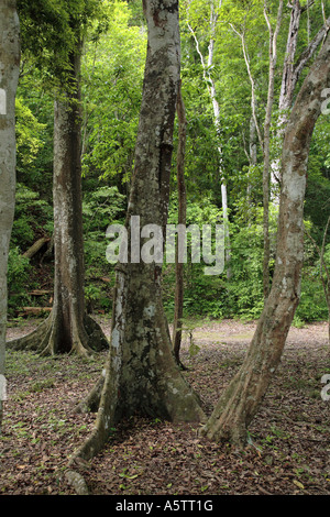 Les juges Painet1638 détails guatemala tikal la végétation de l'Amérique latine Amériques centrale feuillage vert feuilles environnement Banque D'Images