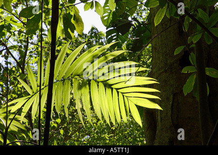 Les juges Painet1639 détails guatemala tikal la végétation de l'Amérique latine Amériques centrale feuillage vert feuilles environnement Banque D'Images