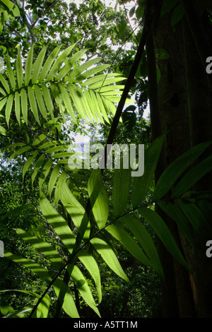 Les juges Painet1641 détails guatemala tikal la végétation a permis l'utilisation de l'Amérique latine amériques maryknoll central environnement Banque D'Images