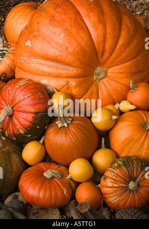 Nom commun : Pumpkin / Squash NOM LATIN : Curcubita pepo Banque D'Images