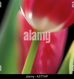 Fleurs roses tulipes au printemps Banque D'Images