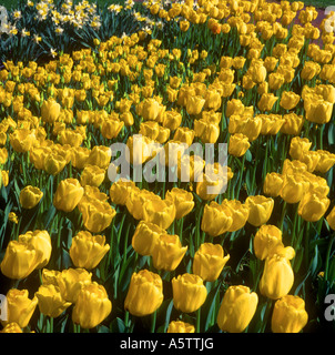 Tulipe jaune fleurs au printemps Jardin Météo USA Banque D'Images