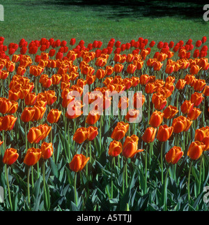 Tulipe Jaune Orange fleurs au printemps Jardin Météo USA Banque D'Images