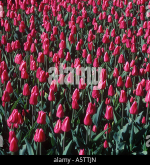 Fleurs roses tulipes au printemps Jardin météo, USA Banque D'Images