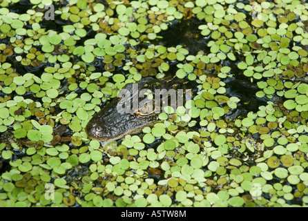 Alligator Alligator mississippiensis) (dans les lenticules, Audubon Corkscrew Swamp Sanctuary, la Floride du Sud Banque D'Images