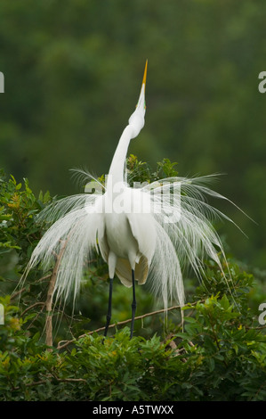 Grande Aigrette (Egretta alba) Affichage sauvage, la Côte du Golfe FL Banque D'Images