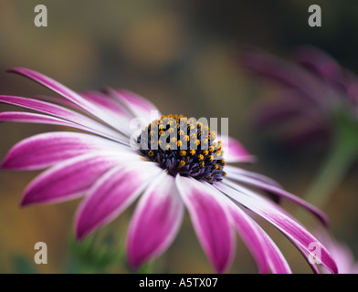 Ostéospermum SILVIA portait sur centre de façon différentielle fleur rose et blanc avec d'autres fleurs hors focus derrière Banque D'Images