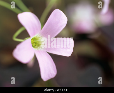 L'Oxalis triangularis trèfle violet fleur rose unique en étroite jusqu'à l'égard des problèmes de mise au point des fleurs et feuilles pourpres Banque D'Images