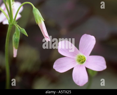 L'Oxalis triangularis trèfle violet fleur rose et les bourgeons en étroite à feuilles pourpres Banque D'Images