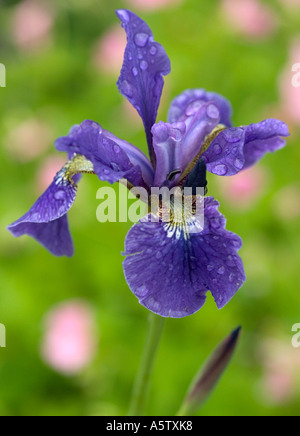 Close up of Iris tourné contre une backcground vert naturel Banque D'Images