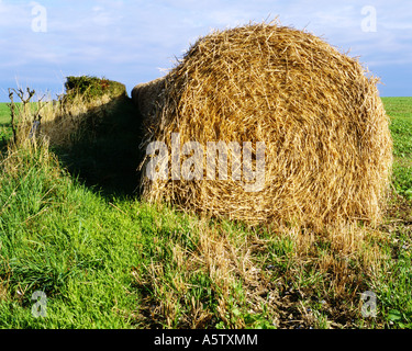 Grand circulaire d'or portant des ballots de foin dans les champs verts,West Sussex, Angleterre, Royaume-Uni Banque D'Images