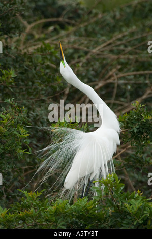 Grande Aigrette (Egretta alba), mâle, l'affichage, la Côte du Golfe. Floride Banque D'Images