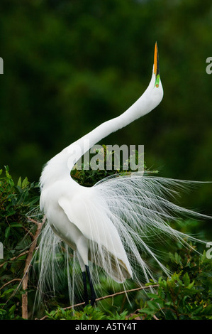 Grande Aigrette (Egretta alba), mâle, l'affichage, la Côte du Golfe. Floride Banque D'Images