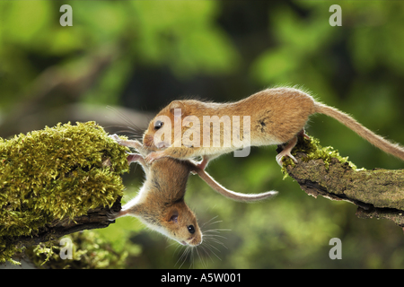 Hazel mouse transportant cub / Muscaridinus avellanarius Banque D'Images