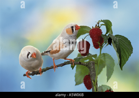Zebra finch on twig à côté de framboises / Poephila guttata Banque D'Images