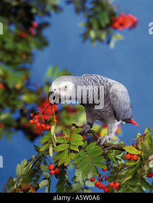 Perroquet Gris Africain (Psittacus Erithacus). Adulte perché sur une brindille de Rowan. Allemagne Banque D'Images