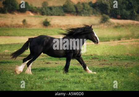 Shire Horse - le galop on meadow Banque D'Images