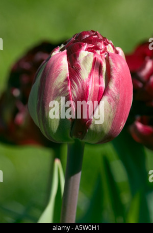 Nom commun : Tulip NOM LATIN : Tulipa Banque D'Images