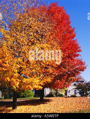 Les arbres aux couleurs vives avec les feuilles d'automne concord Massachusetts usa Banque D'Images