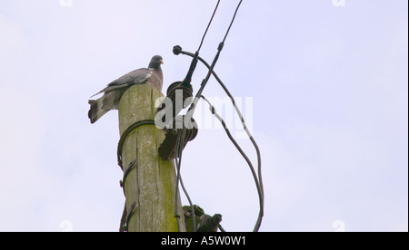 Le pigeon haut de poteau de téléphone Banque D'Images