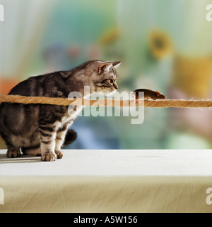 British Shorthair chat regardant la souris sur corde Banque D'Images