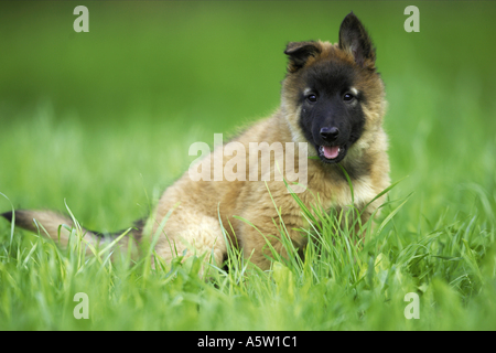 Tervuren (chien de berger belge) - chiot Banque D'Images