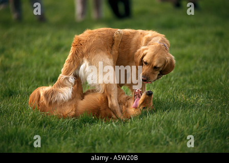 Deux Golden Retrievers - lecture on meadow Banque D'Images