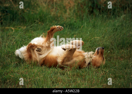 Golden Retriever - matériel roulant Banque D'Images