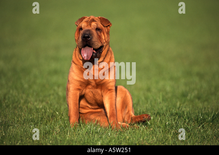 Shar Pei - sitting on meadow Banque D'Images