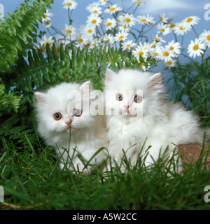 - Deux chatons chat persan assis sur la prairie en face de fleurs Banque D'Images